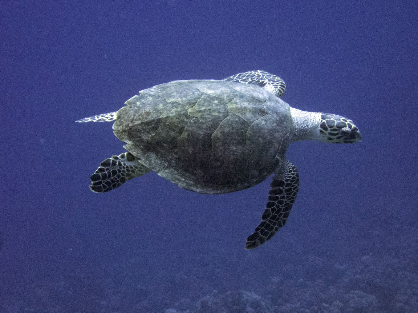 A turtle swimming in the Red Sea